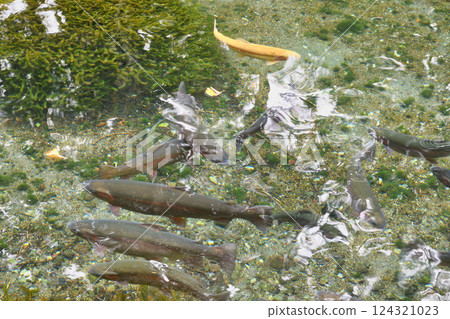 Fish and Forest Observation Garden (Nikko City, Tochigi Prefecture) Fish and Forest Observation Garden (Nikko City, Tochigi Prefecture) 124321023