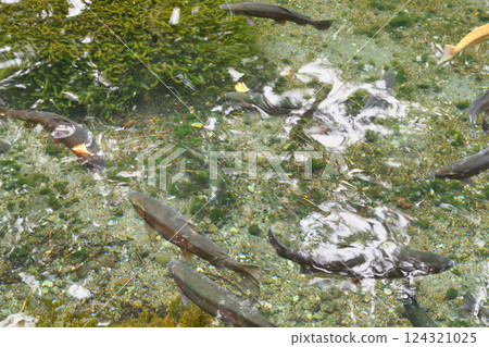 魚類與森林觀察園(栃木縣日光市) 魚類與森林觀察園(栃木縣日光市) 124321025