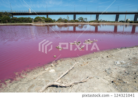 Scenery view of salt pink lake in Melbourne, Australia. This is often caused by the presence of salt-tolerant algae that produces carotenoids. Scenery view of salt pink lake in Melbourne, Australia. This is often caused by the presence of salt-tolerant algae that produces carotenoids. 124321041