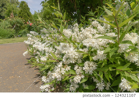 Heavy drooping white Deutzias flowers / Hydrangeaceae [Hanana Garden] Hiratsuka City, Kanagawa Prefecture, June 124321107