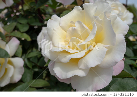 Garden Party: Close-up of white roses with a touch of pink [Hanana Garden] Hiratsuka City, Kanagawa Prefecture, June 124321110