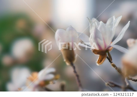 Fist Flower Fist Flower 124321117