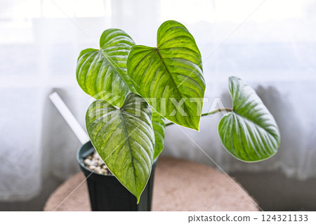 Houseplant Philodendron sodiolii Houseplant Philodendron sodiolii 124321133