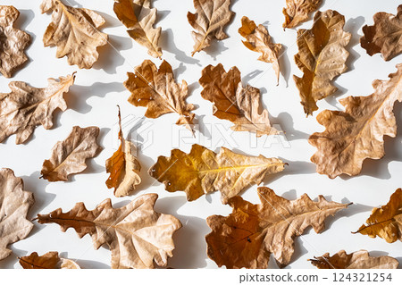 Autumnal Dry Oak Leaves Composition. 124321254