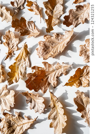 Autumn Leaves Background. Dry Oak Leaves Arranged In Hard Light. 124321255
