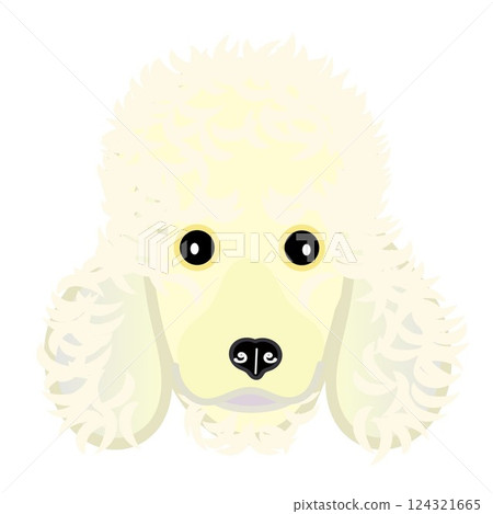 奶油色的貴賓狗臉圖 124321665