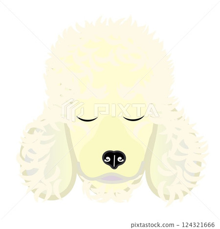 奶油色的貴賓狗臉圖 124321666
