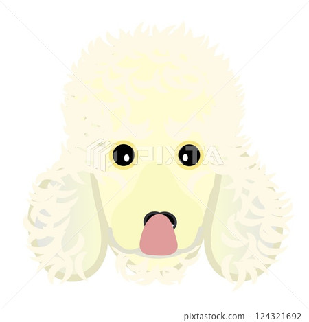 奶油色的貴賓狗臉圖 124321692