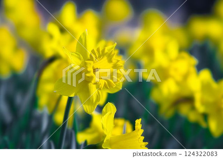 Yellow daffodil flower Yellow daffodil flower 124322083