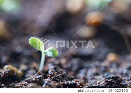 春季發芽和枝條 春季發芽和枝條 124322110