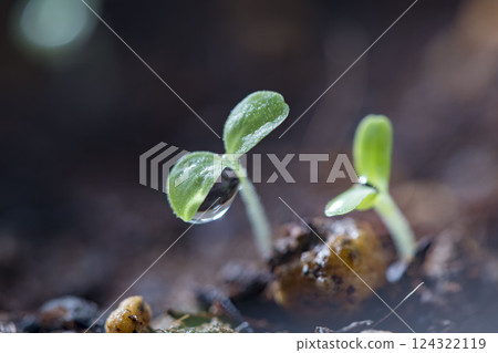 Spring germination and shoots 124322119