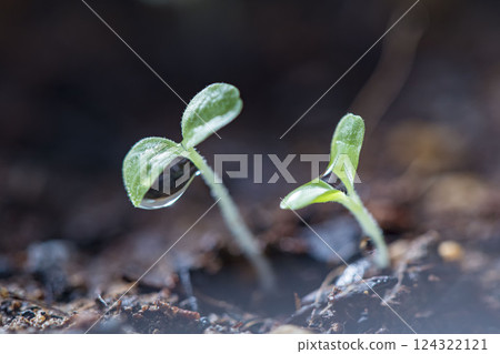 Spring germination and shoots Spring germination and shoots 124322121