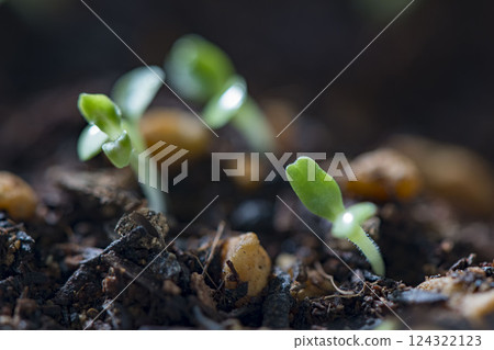 Spring germination and shoots Spring germination and shoots 124322123
