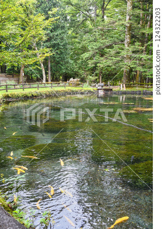 魚類與森林觀察園（栃木縣日光市） 124322203