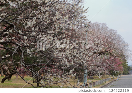 京都御苑的梅花森林 京都御苑的梅花森林 124322319