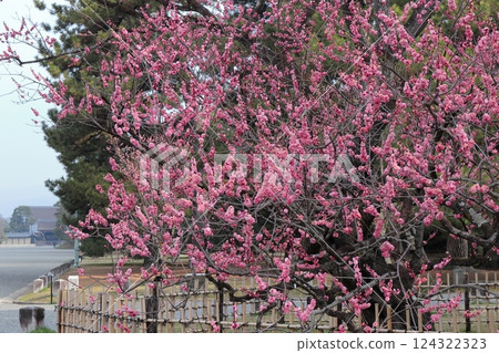 京都御所：和泉紅梅 124322323