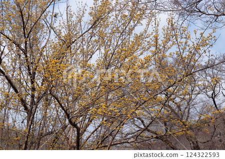 Kyoto Cornus tree Kyoto Cornus tree 124322593