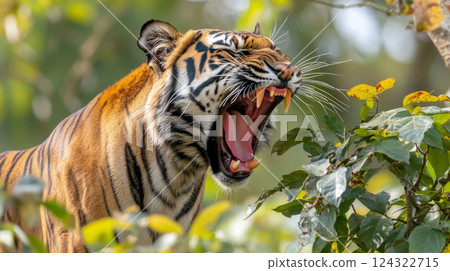 Tiger roaring in lush forest setting Tiger roaring in lush forest setting 124322715