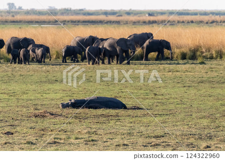 Hippo resting on land Hippo resting on land 124322960