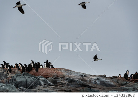 Antarctic Shags near Fish Islands Antarctic Shags near Fish Islands 124322968