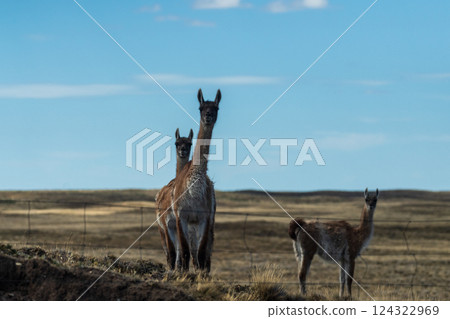 Guanacos on Tierra de Fuego 124322969