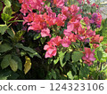 Bougainvillea in the sunlight 124323106