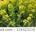 Rape blossoms 124323110