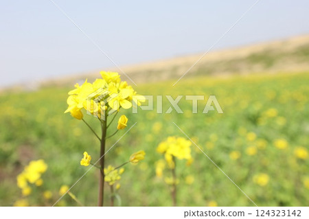 強姦開花 124323142