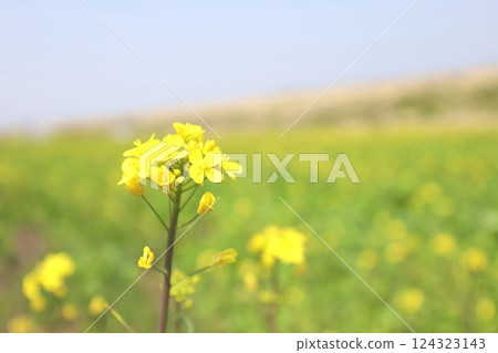 強姦開花 124323143