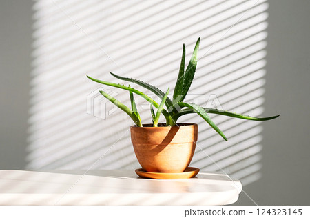 Aloe Vera Houseplant in Terracotta Pot with Light and Shadow Patterns from Blinds. 124323145