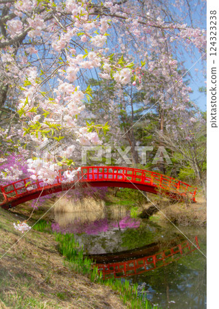 櫻花與三葉杜鵑、紅拱橋公園、長野縣駒根市真水塚公園 櫻花與三葉杜鵑、紅拱橋公園、長野縣駒根市真水塚公園 124323238