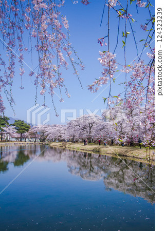 長野縣駒根市真水塚公園，櫻花盛開，有池塘的公園 124323239