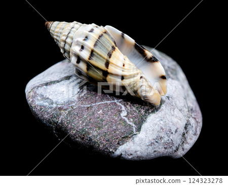 Vexillum Balteolatum Seashell on Textured Rock 124323278