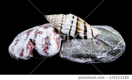 Vexillum Balteolatum Seashell on Textured Rock Vexillum Balteolatum Seashell on Textured Rock 124323280