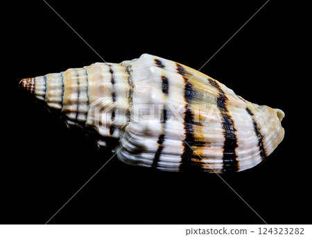 Vexillum Balteolatum Seashell on Black background Vexillum Balteolatum Seashell on Black background 124323282