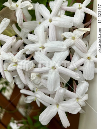 Hagoromo Jasmine 124323437