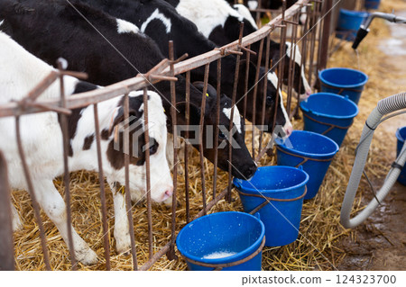 Several calves drink milk from buckets at livestock farm Several calves drink milk from buckets at livestock farm 124323700