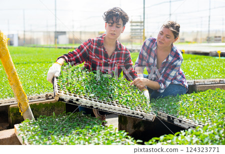 Man and woman gardeners placing seedlings in hothouse 124323771
