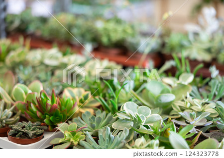 Cultivated cactuses in a row at flower market Cultivated cactuses in a row at flower market 124323778