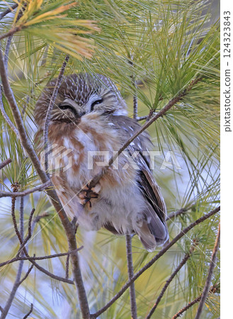 Northern saw-whet owl Bird perched in a pine, Montreal, Canada 124323843