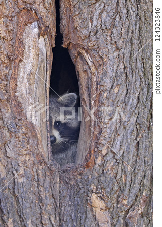 Raccoon portrait into the hole of the trunk tree, Quebec, Canada Raccoon portrait into the hole of the trunk tree, Quebec, Canada 124323846