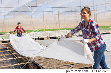 Hired workers cover seedling crates with covering material Hired workers cover seedling crates with covering material 124323873
