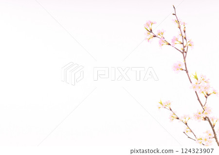 Sakura (white back) 124323907