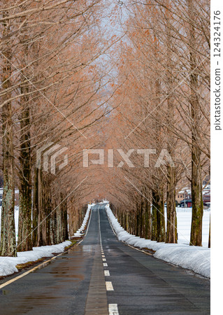 水杉雪景 水杉雪景 124324176