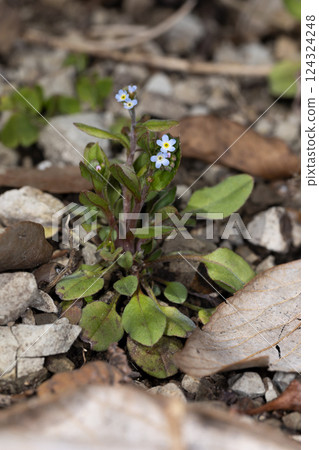 Kyuurigusa 124324248