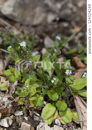 Kyuurigusa 124324249