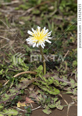 白色香蕉蒲公英 124324255