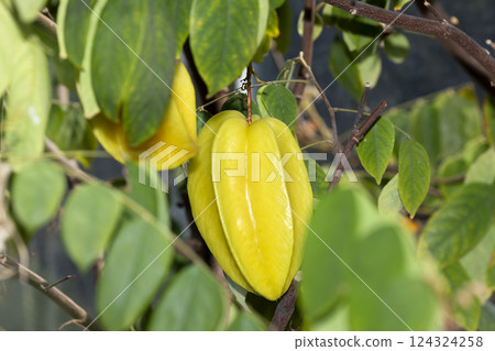 明星水果 124324258