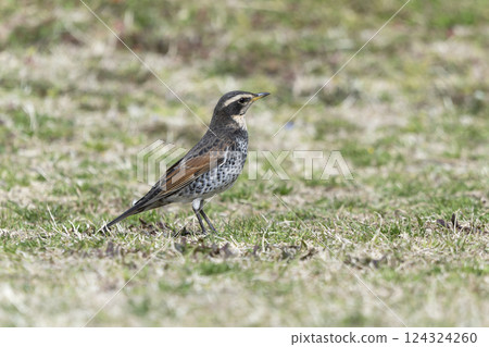 Thrush Thrush 124324260