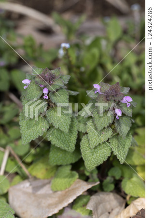 野草 野草 124324286
